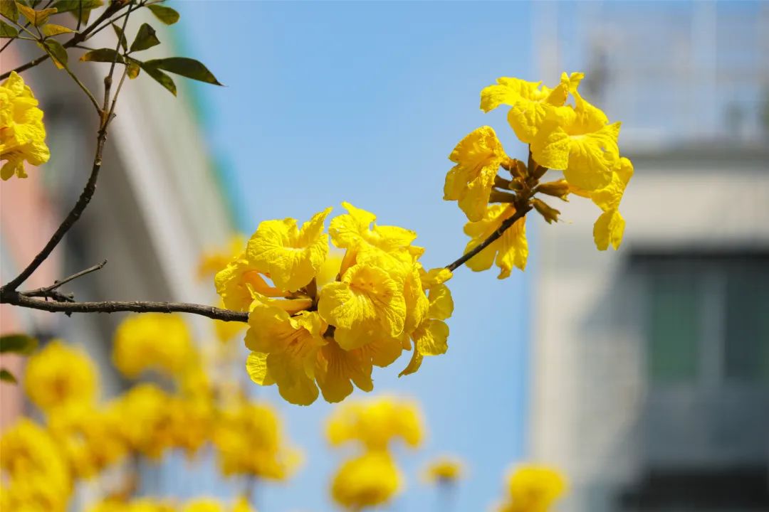 市区这片黄花风铃木开了,漫天金黄