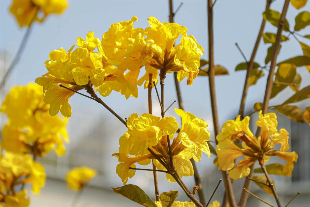 今天带您"云赏花!市区这片黄花风铃木开了,漫天金黄让人心醉