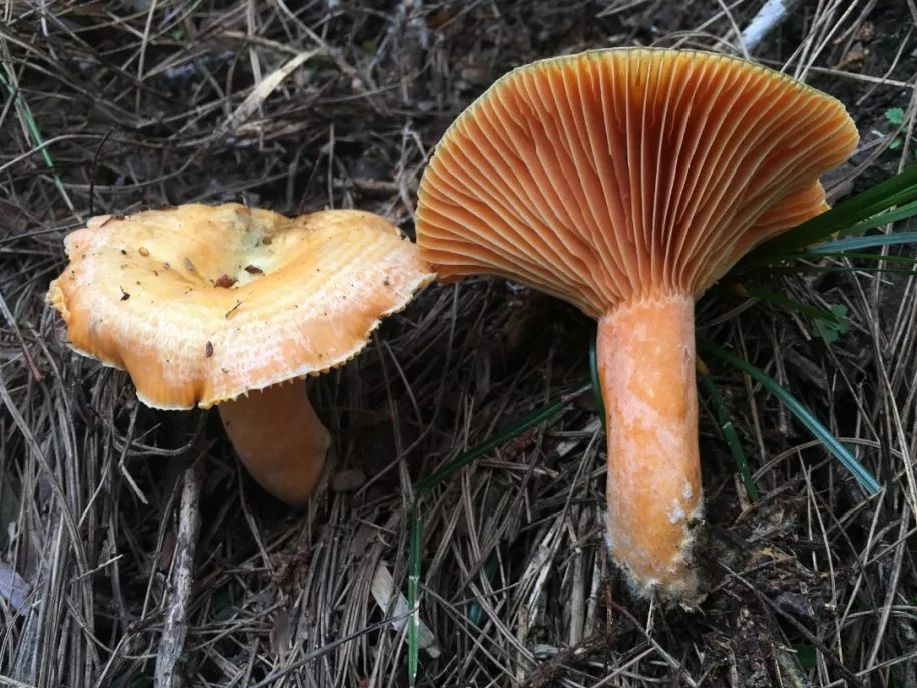 错误四:生蛆或生虫的蘑菇无毒很多剧毒蘑菇成熟后也会生蛆或生虫.