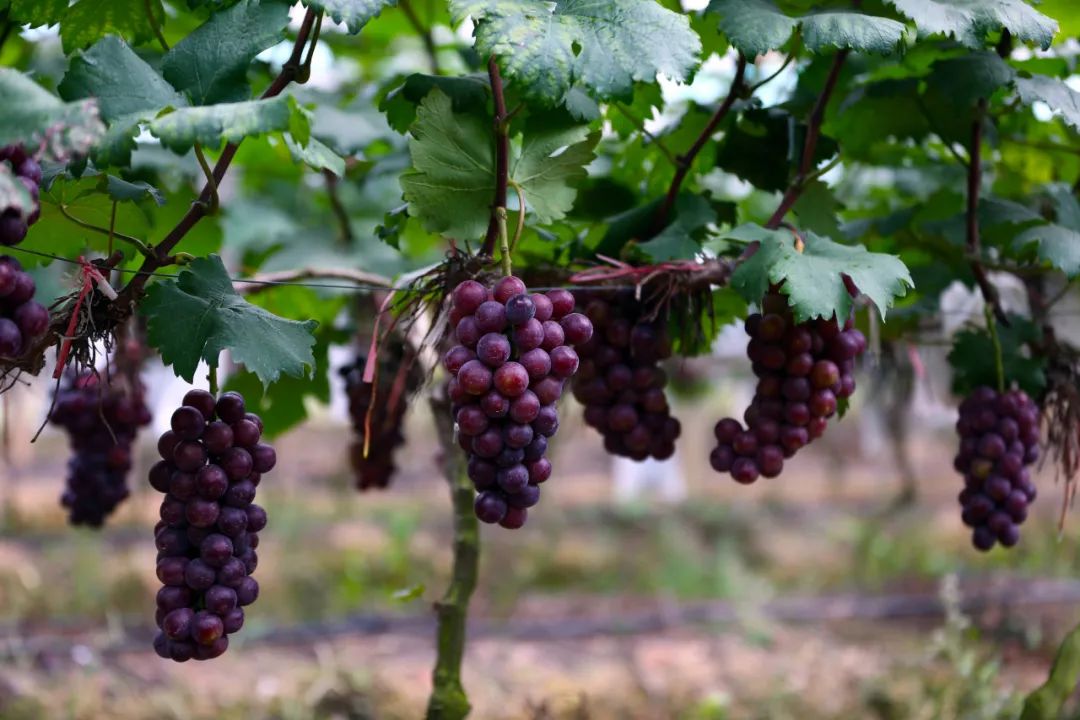 【健康】一种葡萄一种"药",秋天吃葡萄好处多