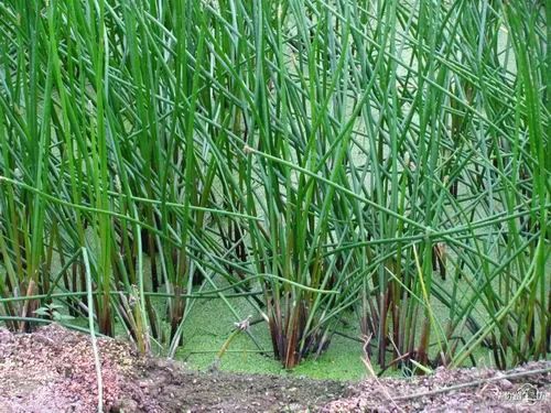 【健康】为什么广东人喜欢在羊肉煲中加入荸荠(马蹄)?