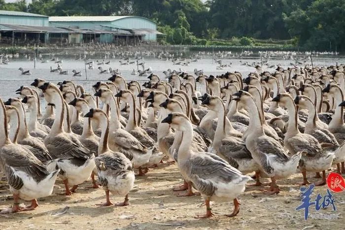 ▲汕头澄海狮头鹅养殖产业 羊城晚报·羊城派资料图 ▲汕头澄海狮头鹅养殖产业 羊城晚报·羊城派资料图