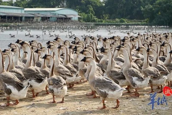 ▲汕头澄海狮头鹅养殖产业 羊城晚报·羊城派资料图