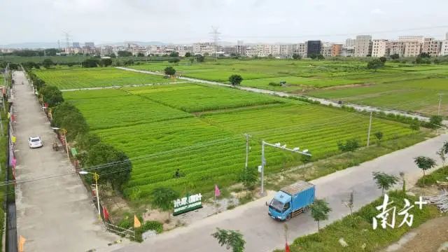 喜光耐湿热的麻叶是禾皋村的特色农作物。图为禾皋麻叶种植基地。 图片