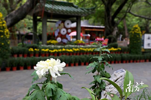 一朵朵菊花在公园内渐次绽放。 