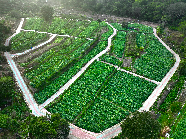 茶园.jpg