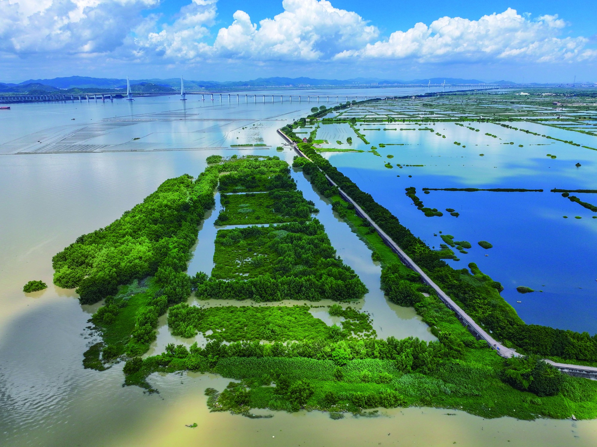 064 牛田洋红树林湿地  柯良斌  摄_副本.jpg