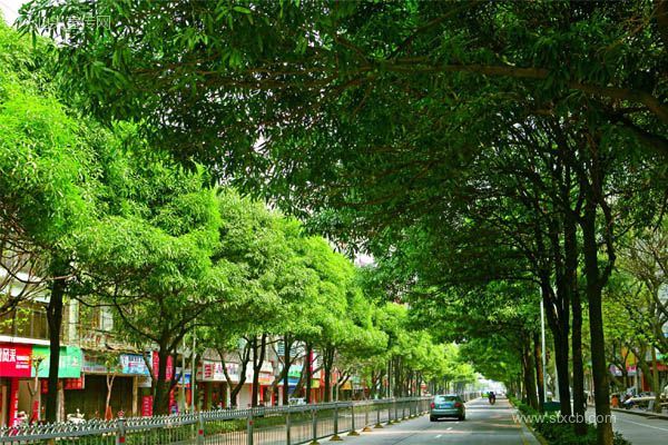 中山路道绿化.jpg