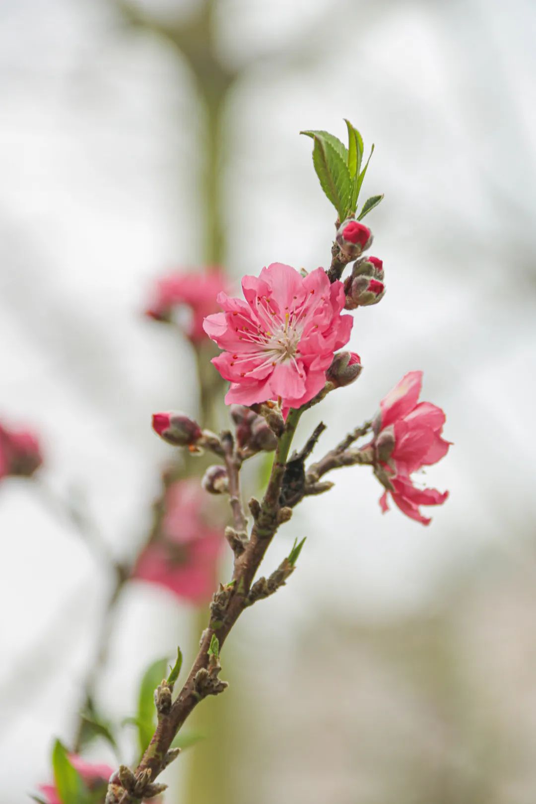 徐志摩陌上花开朗读视频_徐志摩陌上花开写给谁的_陌上花开徐志摩原文
