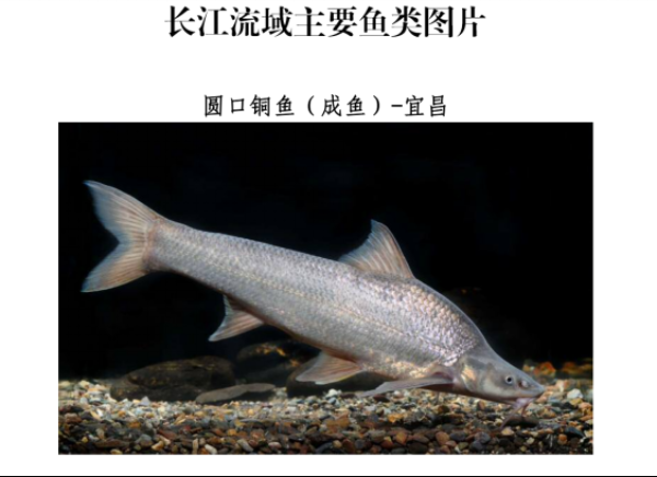 炫耀性消费等传统饮食陋习,提倡绿色健康生活理念,拒绝食用野生动物