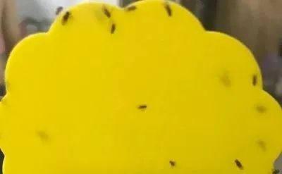 科普 家里莫名出现的小飞虫 到底是什么 危害大吗