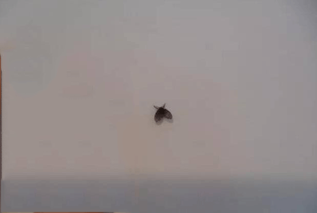 科普 家里莫名出现的小飞虫 到底是什么 危害大吗 科普 家里莫名出现的小飞虫 到底是什么 危害大吗
